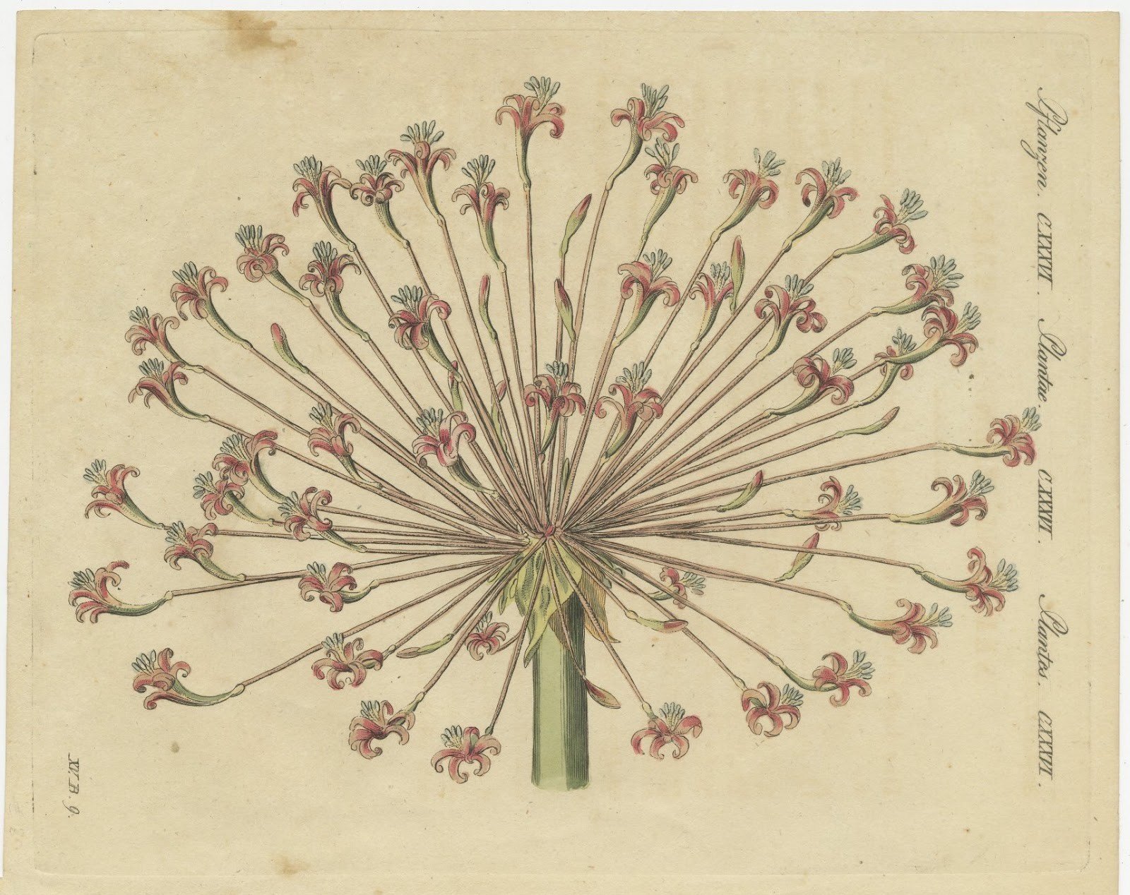 Brunsvigia Candelabra Lily Flower Head, Antique Bertuch Print, circa 1815