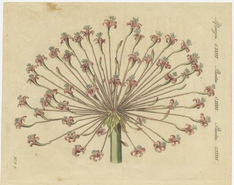 Brunsvigia Candelabra Lily Flower Head, Antique Bertuch Print, circa 1815