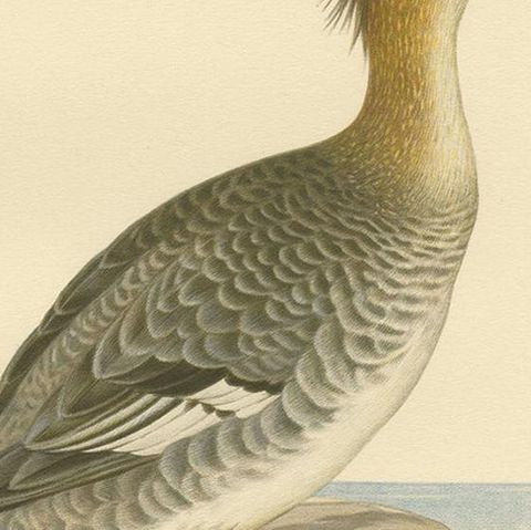Antique Bird Print of a Female Red-Breasted Merganser by Von Wright '1929', close-up 2