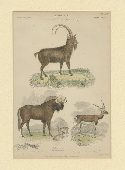 Pl. 19 Antique Print of a Goat, Gnu and Antelope by Richardson 'circa 1860', view 2