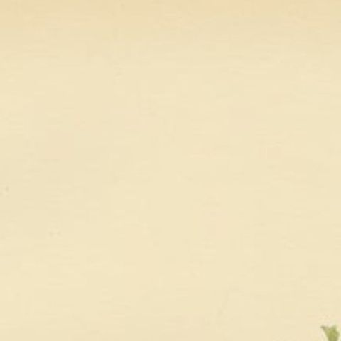Antique Bird Print of the Red-Breasted Flycatcher by Von Wright, 1927, close-up 1