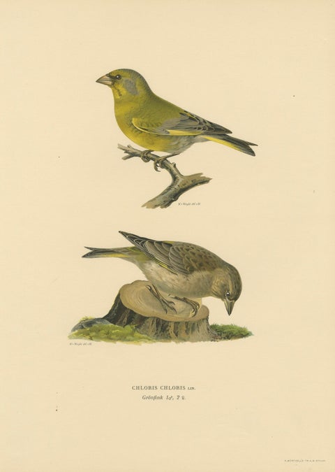 European Greenfinch Pair, Swedish Bird Lithograph, Male & Female, 1929, close-up 1