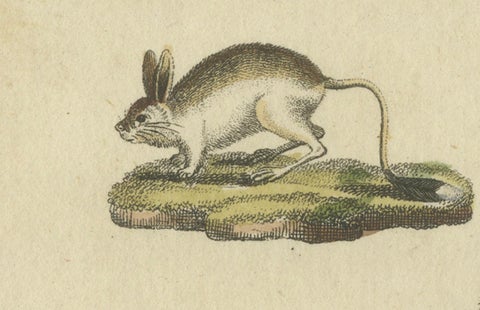 Antique Handcolored Engraving of Kangaroo, Jerboas, and Bilby, c.1800, close-up 3