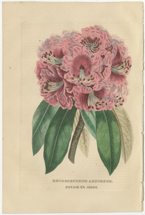 Tree Rhododendron: An Original Hand-Colored Engraving from 1845, view 3