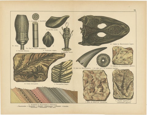 Decorative Vintage Fossil Prints, Triassic Plants, Reptiles, Fish, Geology 1880, view 3