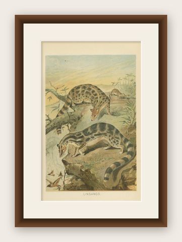Linsangs, Rare Antique Asian Mammal Print, Victorian Zoology, 1894, shown framed