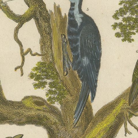 1811 Ornithology Land Birds Plate VI - Antique Piciformes Print, close-up 6