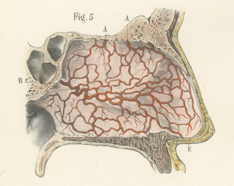 Vessels and Olfactory Nerves of the Nose, Antique Hirschfeld Anatomy Print, 1866, view 6
