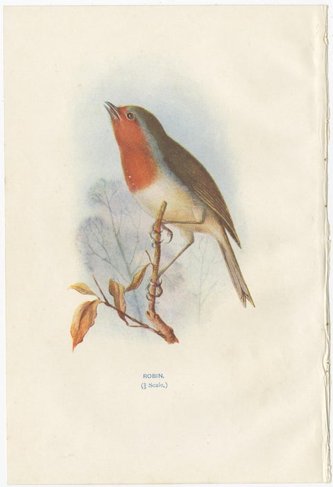 Set of 4 Antique Bird Prints Wren, Whitethroat, Robin, 1901, view 4