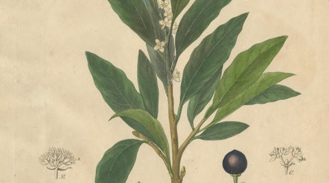Antique Bay Laurel Botanical Print, Laurus Nobilis, Hand Colored, c.1831, close-up 2