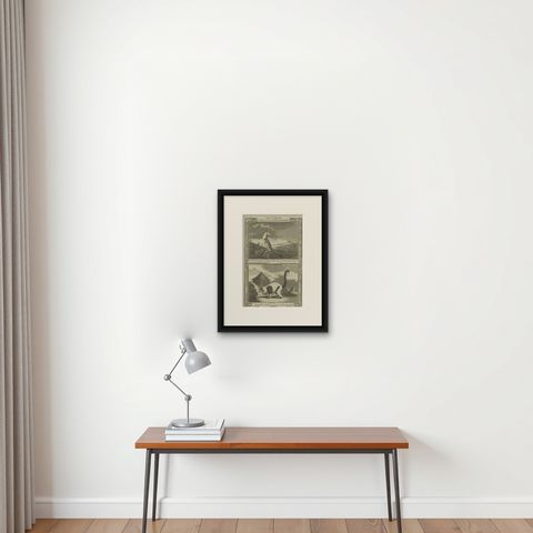 Antique Engravings of an Australian Kangaroo and a Vari of Madagascar, c.1780, shown framed on a wall