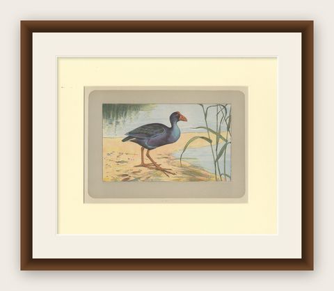 Antique Bird Print of a Purple Swamphen, shown framed