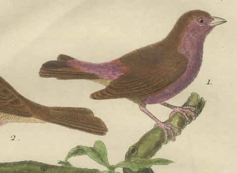 Exotic Birds of the World: A 1765-1780 Study by Martinet and Buffon, close-up 2