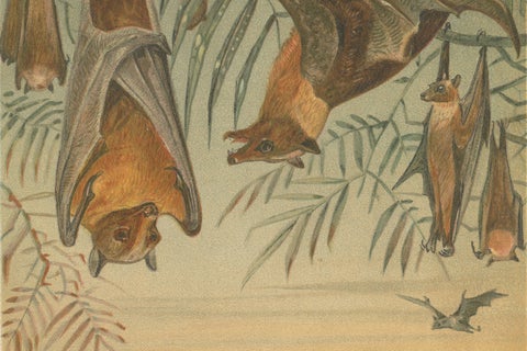 Fruit Bats Antique Chromolithograph Print, Nocturnal Mammals, 1894, close-up 4