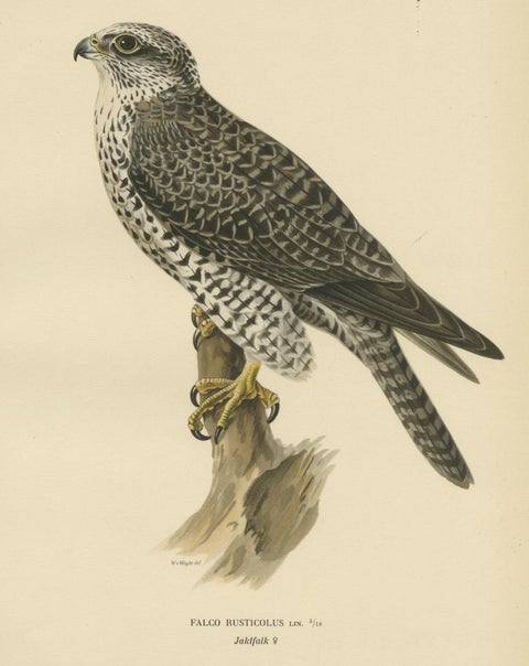 Watchful Hunter: The Gyrfalcon (Falco rusticolus), 1927, close-up 3