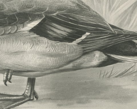Mallard Drake by a Reed Bed, Plate CLXIX after Lilian Medland, c. 1909, close-up 2