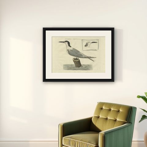 Sandwich Tern, Sterna Cantiaca, Antique Hand-Coloured Bird Print, c.1829, shown framed on a wall