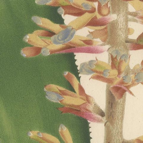 Blue-Flowered Aechmea Botanical Illustration by Louis van Houtte, 19th Century, close-up 5