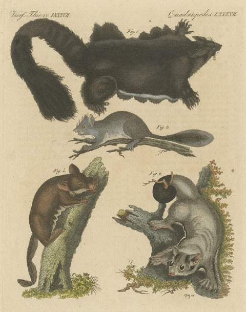 Antique Print of Didelphis species 'Opossum', Flying Squirrel and More, close-up 1
