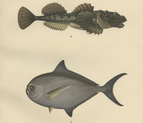 Ray’s Bream and Fourhorn Sculpin - Rare Scandinavian Fish Lithograph, 1895, close-up 1