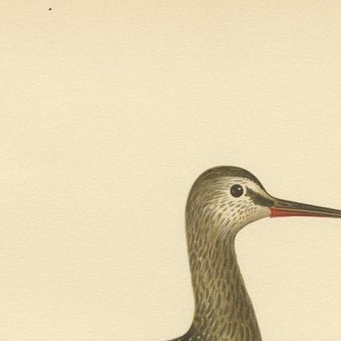 Antique Bird Print of the Spotted Redshank by Von Wright, 1929, close-up 1