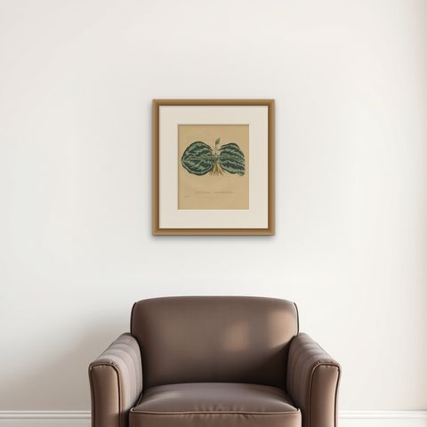 Antique Botanical Print of a Gesneria species, shown framed on a wall