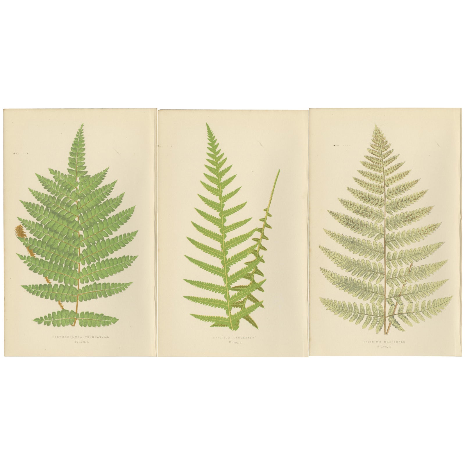 Antique Hand-Colored Fern Prints - Didymochlaena, Aspidium - 19th Century