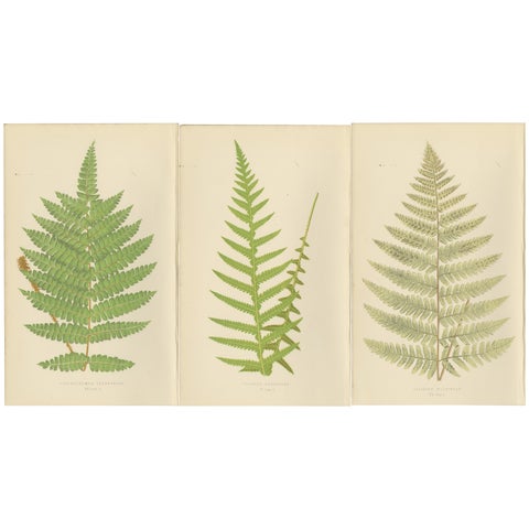 Antique Hand-Colored Fern Prints - Didymochlaena, Aspidium - 19th Century