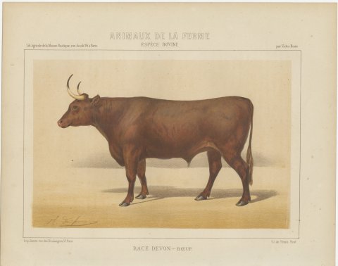 Devon Ox, British Cattle Chromolithograph by Olivier de Penne, 1863, view 2