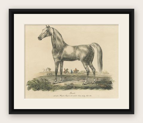 Antique Print of an Arabic Horse Named Gentile, shown framed