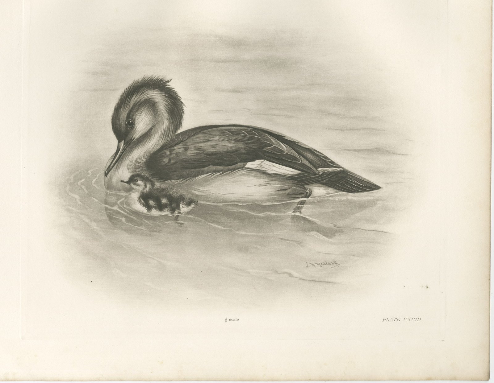 Merganser and Young, Antique Bird Print after Lilian Medland, circa 1909