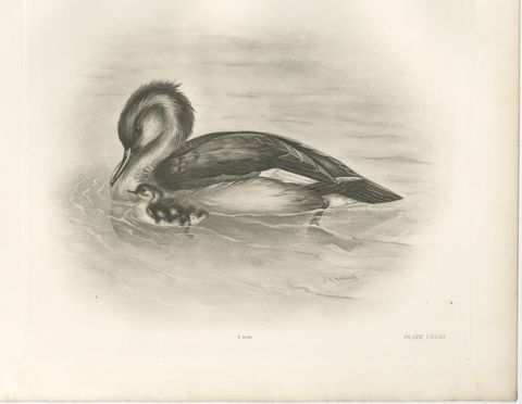 Merganser and Young, Antique Bird Print after Lilian Medland, circa 1909