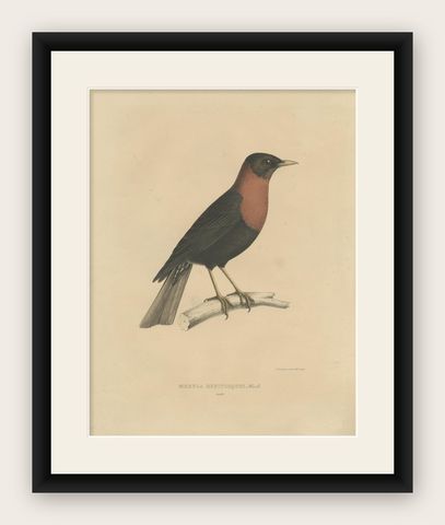 Antique Bird Print of a Rufous-Collared Thrush by Severeyns 'c.1850', shown framed
