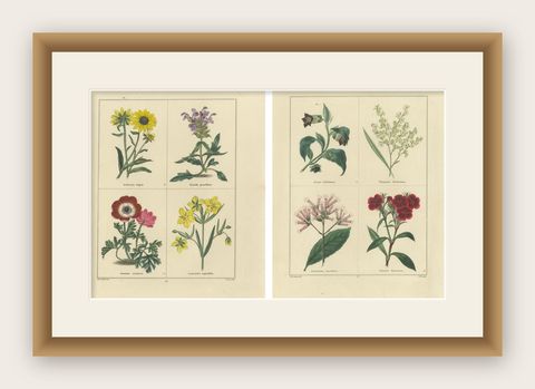 Elegant Garden Flower Engravings, Antique Botanical Prints, London 1828, shown framed