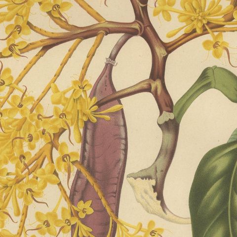Original Antique Botanical Chromolithograph of Yellow Saraca, c.1880, close-up 6