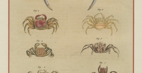 Antique Exotic Crabs & Fiddler Crab Engraving, Bertuch, c. 1813, close-up 5