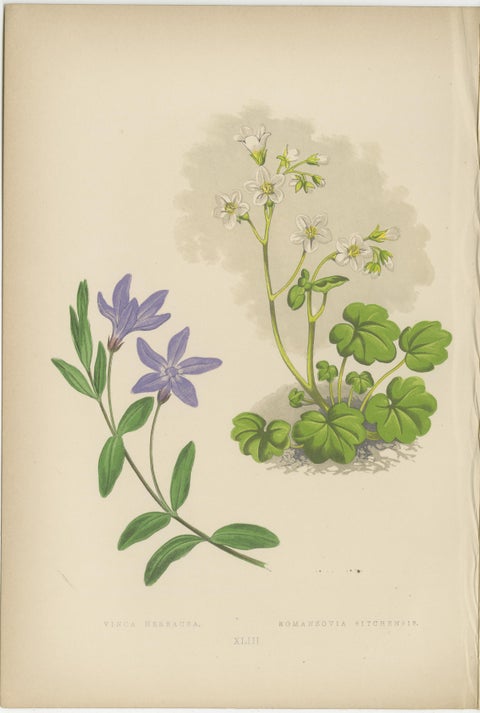 Alpine Botanical Lithograph Pair of Vinca and Trillium, 1874, view 3