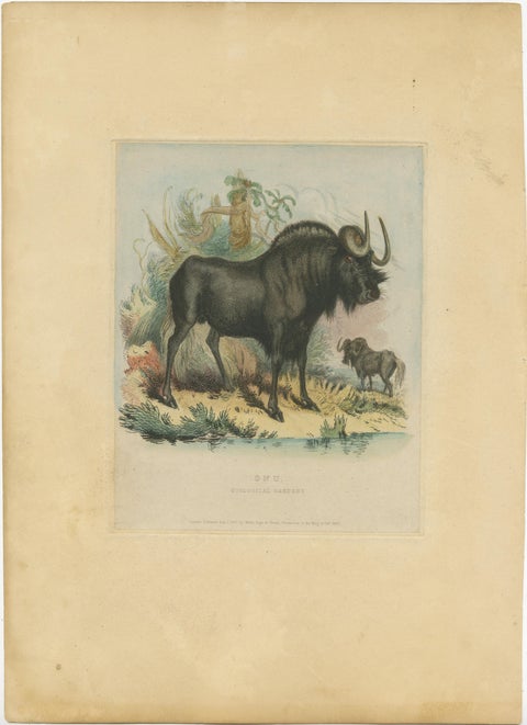 Antique Animal Print of a Gnu or Wildebeest, view 2