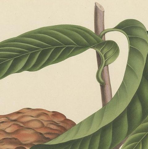 Annona Reticulata, Custard Apple Botanical Lithograph c.1864, close-up 1