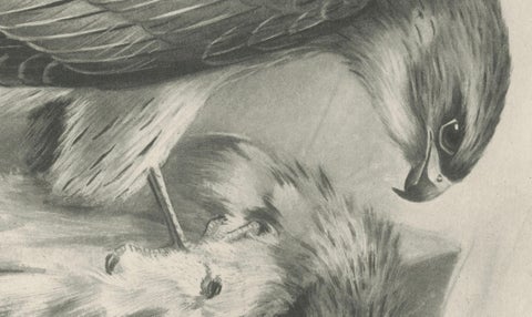 Antique Merlin Falcon with Prey Print by Lilian M. Medland, 1908, close-up 6