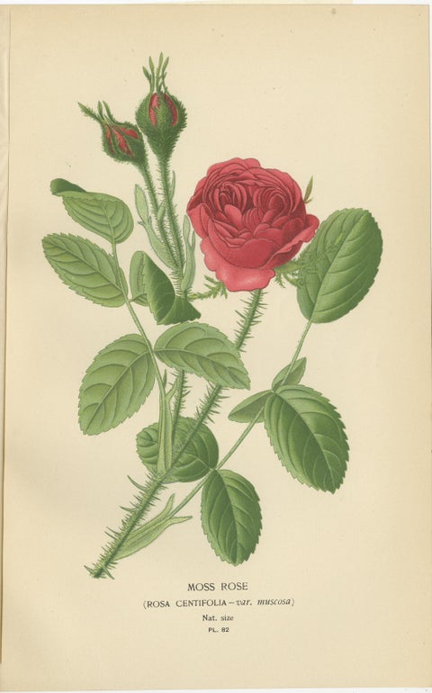 Antique Botanical Rose Prints: Austrian Briar, Moss Rose & Baroness Rothschild, view 3