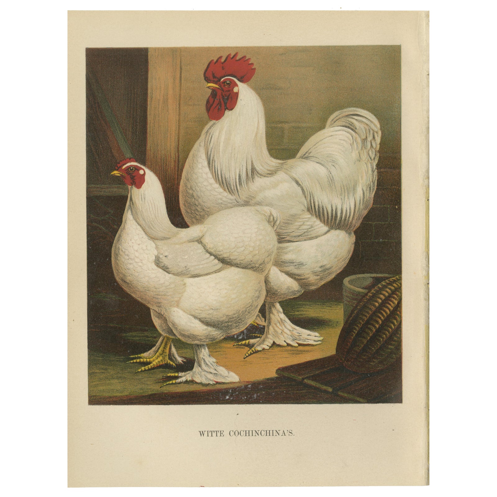 The Elegant White Cochinchina - A Rare 19th Century Poultry Lithograph