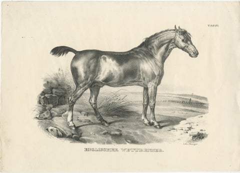 Set of 2 Original Antique Prints of English Horses, view 2