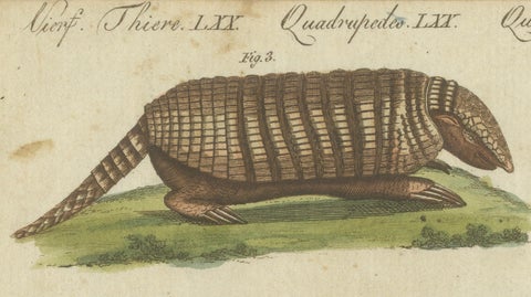 1805 Handcolored Engraving of Unique Mammals from Bertuch's "Bilderbuch", close-up 4