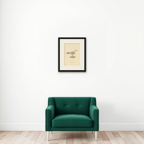 Antique Bird Print of the Black-Headed Gull 'Winter' by Von Wright, 1929, shown framed on a wall