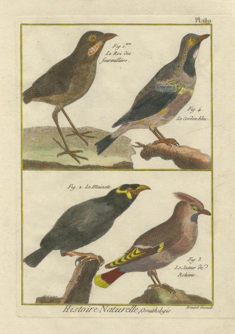 Hand-Colored Engraving of Diverse Bird Species from Histoire Naturelle, 1790, close-up 3
