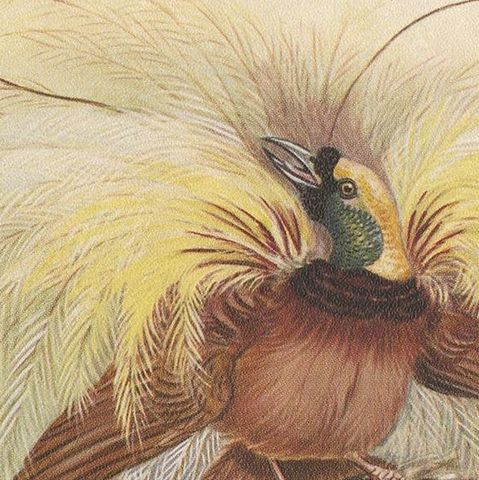 Antique Print of the Greater Bird of Paradise & the Bare-Headed Little King, close-up 1