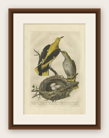 Eurasian Golden Oriole with Nest, Antique Bird Engraving, Nozeman & Sepp 1770, shown framed