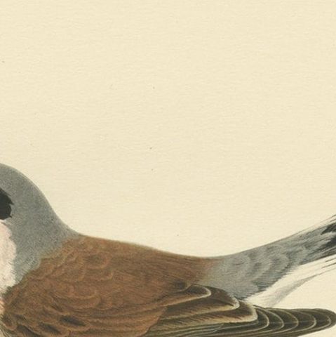 Antique Bird Print of the Male Red-Backed Shrike by Von Wright, 1927, close-up 1