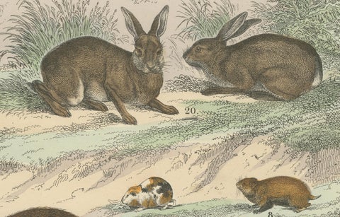 Rodents & Small Mammals Print: Beaver, Squirrel, Porcupine, Antique 1867, close-up 2